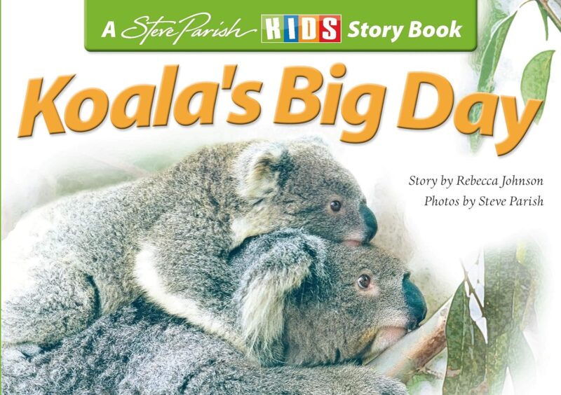 Koala's Big Day